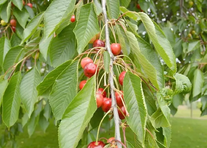 Sonnenschein Apartament Mastershausen